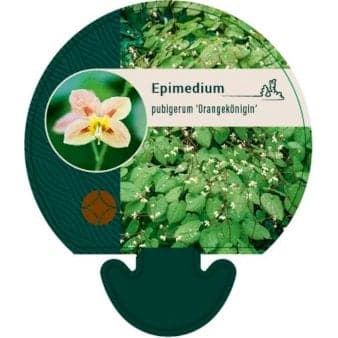 Se Bispehue 'Orangeköningin' ❤ Stort online udvalg i Plantetorvet ❤ Hurtig levering: 1 - 2 Hverdage samt billig fragt - Varenummer: PTT-94663 og barcode / Ean: på lager - Udsalg på Stauder > Bispehue Spar op til 64% - Over 324 kendte brands på udsalg