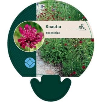 Se Blåhat ❤ Stort online udvalg i Plantetorvet ❤ Hurtig levering: 1 - 2 Hverdage samt billig fragt - Varenummer: PTT-92413 og barcode / Ean: på lager - Udsalg på Stauder > Blåhat Spar op til 53% - Over 785 kendte brands på udsalg