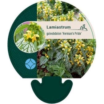 Se Guldnælde 'Herman's Pride' ❤ Stort online udvalg i Plantetorvet ❤ Hurtig levering: 1 - 2 Hverdage samt billig fragt - Varenummer: PTT-94712 og barcode / Ean: på lager - Udsalg på Stauder > Guldnælde Spar op til 59% - Over 324 kendte brands på udsalg