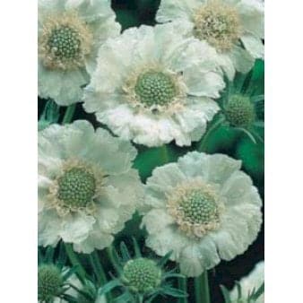 Se Scabiose 'Perfecta Alba' ❤ Stort online udvalg i Plantetorvet ❤ Hurtig levering: 1 - 2 Hverdage samt billig fragt - Varenummer: PTT-60061 og barcode / Ean: på lager - Udsalg på Stauder > Skabiose Spar op til 66% - Over 454 design brands på udsalg