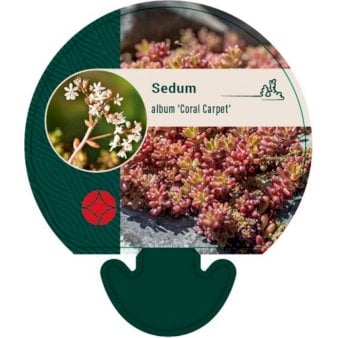 Se Hvid stenurt 'Coral Carpet' ❤ Stort online udvalg i Plantetorvet ❤ Hurtig levering: 1 - 2 Hverdage samt billig fragt - Varenummer: PTT-92636 og barcode / Ean: på lager - Udsalg på Stauder > Stenurt Spar op til 66% - Over 412 kendte brands på udsalg