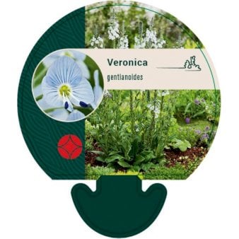 Se Porcelæns-ærenpris ❤ Stort online udvalg i Plantetorvet ❤ Hurtig levering: 1 - 2 Hverdage samt billig fragt - Varenummer: PTT-92958 og barcode / Ean: på lager - Udsalg på Stauder > Veronica Spar op til 64% - Over 360 kendte mærker på udsalg