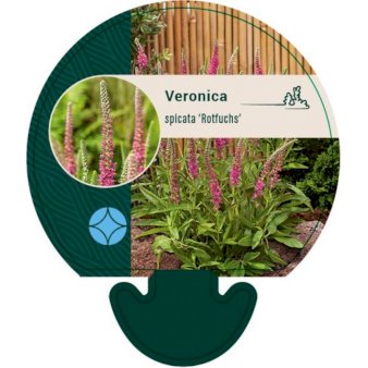 Se Aks Ærenpris 'Rotfuchs' ❤ Stort online udvalg i Plantetorvet ❤ Hurtig levering: 1 - 2 Hverdage samt billig fragt - Varenummer: PTT-92962 og barcode / Ean: på lager - Udsalg på Stauder > Veronica Spar op til 61% - Over 360 kendte mærker på udsalg