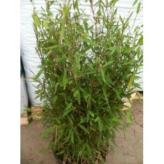 Se Sort Bambus 'Pemo Trifina' 5 liter potte ❤ Stort online udvalg i Plantetorvet ❤ Hurtig levering: 1 - 2 Hverdage samt billig fragt - Varenummer: PTT-82904 og barcode / Ean: på lager - Udsalg på Bambus > Sort Bambus Spar op til 54% - Over 857 kendte brands på udsalg