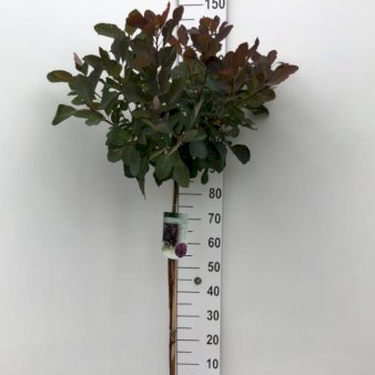 Se Parykbusk 'Grace' Opstammet 80 cm. 7,5 liter potte ❤ Stort online udvalg i Plantetorvet ❤ Hurtig levering: 1 - 2 Hverdage samt billig fragt - Varenummer: PTT-94609 og barcode / Ean: på lager - Udsalg på Prydbuske > Parykbusk Spar op til 64% - Over 400 kendte brands på udsalg
