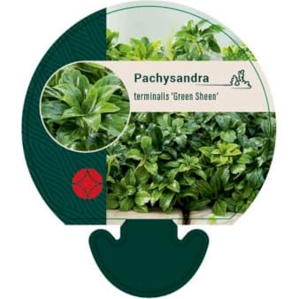 Se Vinterglans 'Green Sheen' ❤ Stort online udvalg i Plantetorvet ❤ Hurtig levering: 1 - 2 Hverdage samt billig fragt - Varenummer: PTT-92501 og barcode / Ean: på lager - Udsalg på Bunddække > Vinterglans Spar op til 63% - Over 785 kendte brands på udsalg
