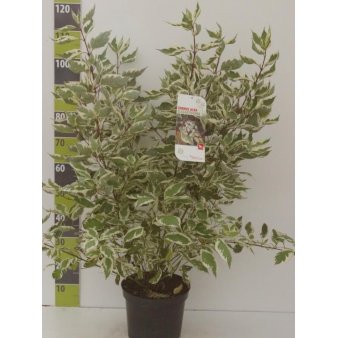 Se Hvidbroget kornel 'Elegantissima' Potte 7,5 liter 80-100 cm. ❤ Stort online udvalg i Plantetorvet ❤ Hurtig levering: 1 - 2 Hverdage samt billig fragt - Varenummer: PTT-89311 og barcode / Ean: på lager - Udsalg på Prydbuske > Kornel Spar op til 66% - Over 454 kendte brands på udsalg