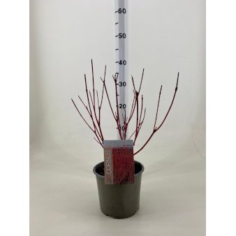 Se Rødgrenet Kornel 'Sibirica' Potte 3,0 liter,- 60-70 cm. ❤ Stort online udvalg i Plantetorvet ❤ Hurtig levering: 1 - 2 Hverdage samt billig fragt - Varenummer: PTT-85258 og barcode / Ean: på lager - Udsalg på Prydbuske > Kornel Spar op til 55% - Over 454 kendte brands på udsalg