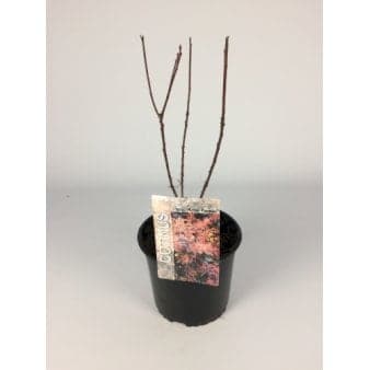 Se Rødbladet Parykbusk 'Royal Purple' Potte 3,0 liter,- 25-30 cm. ❤ Stort online udvalg i Plantetorvet ❤ Hurtig levering: 1 - 2 Hverdage samt billig fragt - Varenummer: PTT-70600 og barcode / Ean: på lager - Udsalg på Prydbuske > Parykbusk Spar op til 52% - Over 360 kendte mærker på udsalg