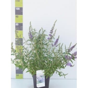 Se Sommerfuglebusk Buzz 'Sky Blue' 6 liter potte ❤ Stort online udvalg i Plantetorvet ❤ Hurtig levering: 1 - 2 Hverdage samt billig fragt - Varenummer: PTT-89885 og barcode / Ean: på lager - Udsalg på Prydbuske > Sommerfuglebusk Spar op til 52% - Over 785 kendte brands på udsalg