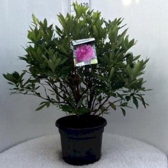 Se Rhododendron ponticum Potte 20 liter,- 60-80 cm. ❤ Stort online udvalg i Plantetorvet ❤ Hurtig levering: 1 - 2 Hverdage samt billig fragt - Varenummer: PTT-63937 og barcode / Ean: på lager - Udsalg på Rhododendron > Storbladede Hybrider Spar op til 59% - Over 400 kendte brands på udsalg
