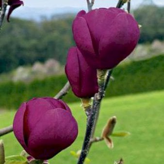 Magnolia &