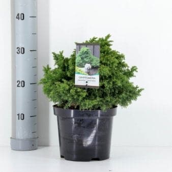 Se Japansk Kryptomeria 'Yokohama' ❤ Stort online udvalg i Plantetorvet ❤ Hurtig levering: 1 - 2 Hverdage samt billig fragt - Varenummer: PTT-81877 og barcode / Ean: på lager - Udsalg på Nåletræer > Kryptomeria Spar op til 58% - Over 350 kendte brands på udsalg