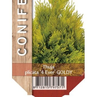 Se 6 stk. Kæmpethuja '4ever Goldy' ❤ Stort online udvalg i Plantetorvet ❤ Hurtig levering: 1 - 2 Hverdage samt billig fragt - Varenummer: PTT-89349 og barcode / Ean: på lager - Udsalg på Nåletræer > Thuja Spar op til 65% - Over 454 kendte brands på udsalg