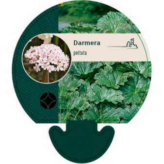 Se Skjoldblad ❤ Stort online udvalg i Plantetorvet ❤ Hurtig levering: 1 - 2 Hverdage samt billig fragt - Varenummer: PTT-95240 og barcode / Ean: på lager - Udsalg på Stauder > Skjoldblad Spar op til 64% - Over 424 kendte brands på udsalg
