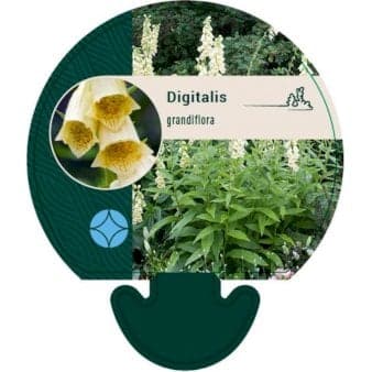 Se Fingerbøl ❤ Stort online udvalg i Plantetorvet ❤ Hurtig levering: 1 - 2 Hverdage samt billig fragt - Varenummer: PTT-92204 og barcode / Ean: på lager - Udsalg på Stauder > Fingerbøl Spar op til 67% - Over 392 kendte brands på udsalg
