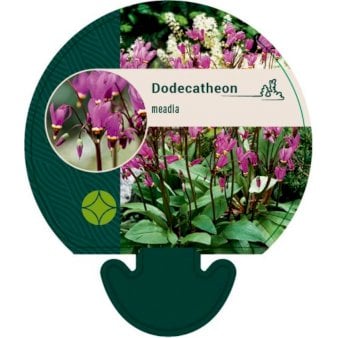 Se Gudeblomst ❤ Stort online udvalg i Plantetorvet ❤ Hurtig levering: 1 - 2 Hverdage samt billig fragt - Varenummer: PTT-92208 og barcode / Ean: på lager - Udsalg på Stauder > Gudeblomst Spar op til 57% - Over 412 kendte brands på udsalg