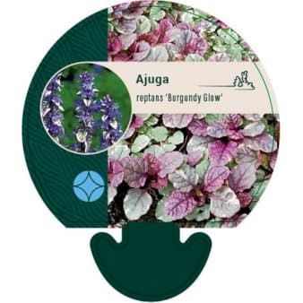 Se Krybende Læbeløs 'Burgundy Glow' ❤ Stort online udvalg i Plantetorvet ❤ Hurtig levering: 1 - 2 Hverdage samt billig fragt - Varenummer: PTT-91996 og barcode / Ean: på lager - Udsalg på Stauder > Krybende Læbeløs Spar op til 57% - Over 324 kendte brands på udsalg