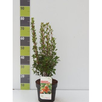 Se Pagodebusk Potte 4,0 liter,- 60-80 cm. ❤ Stort online udvalg i Plantetorvet ❤ Hurtig levering: 1 - 2 Hverdage samt billig fragt - Varenummer: PTT-89931 og barcode / Ean: på lager - Udsalg på Prydbuske > Pagodebusk Spar op til 61% - Over 424 kendte brands på udsalg