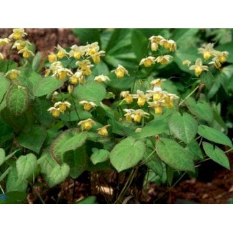 Se Bispehue 'Sulphureum' ❤ Stort online udvalg i Plantetorvet ❤ Hurtig levering: 1 - 2 Hverdage samt billig fragt - Varenummer: PTT-59638 og barcode / Ean: på lager - Udsalg på Stauder > Bispehue Spar op til 58% - Over 454 kendte mærker på udsalg