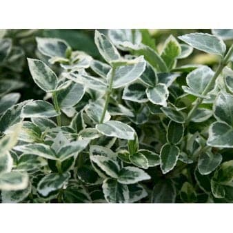 Se Krybende Benved 'Emerald Gaiety' ❤ Stort online udvalg i Plantetorvet ❤ Hurtig levering: 1 - 2 Hverdage samt billig fragt - Varenummer: PTT-69034 og barcode / Ean: på lager - Udsalg på Bunddække > Benved Spar op til 51% - Over 454 design mærker på udsalg