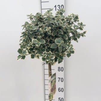 Se Benved 'Emerald Gaiety' Opstammet 90 cm. 7,5 liter potte ❤ Stort online udvalg i Plantetorvet ❤ Hurtig levering: 1 - 2 Hverdage samt billig fragt - Varenummer: PTT-84962 og barcode / Ean: på lager - Udsalg på Prydbuske > Benved Spar op til 57% - Over 322 kendte brands på udsalg