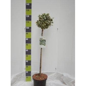 Se Benved 'Emerald Gaiety' Potte 7,5 liter, 80-100 cm. ❤ Stort online udvalg i Plantetorvet ❤ Hurtig levering: 1 - 2 Hverdage samt billig fragt - Varenummer: PTT-89933 og barcode / Ean: på lager - Udsalg på Prydbuske > Benved Spar op til 58% - Over 424 kendte brands på udsalg