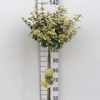 Se Benved 'Emerald Gold' Opstammet 90 cm. 7,5 liter potte ❤ Stort online udvalg i Plantetorvet ❤ Hurtig levering: 1 - 2 Hverdage samt billig fragt - Varenummer: PTT-84963 og barcode / Ean: på lager - Udsalg på Prydbuske > Benved Spar op til 56% - Over 322 kendte brands på udsalg