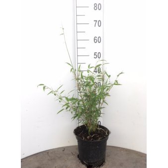 Se Gul Bambus 'Simba' Potte 5,0 liter,- 50-60 cm. ❤ Stort online udvalg i Plantetorvet ❤ Hurtig levering: 1 - 2 Hverdage samt billig fragt - Varenummer: PTT-3296 og barcode / Ean: på lager - Udsalg på Bambus > Gul Bambus Spar op til 53% - Over 454 kendte mærker på udsalg