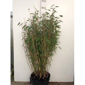 Se Gul Bambus 'Simba' 10 liter potte ❤ Stort online udvalg i Plantetorvet ❤ Hurtig levering: 1 - 2 Hverdage samt billig fragt - Varenummer: PTT-3297 og barcode / Ean: på lager - Udsalg på Bambus > Gul Bambus Spar op til 65% - Over 454 kendte mærker på udsalg