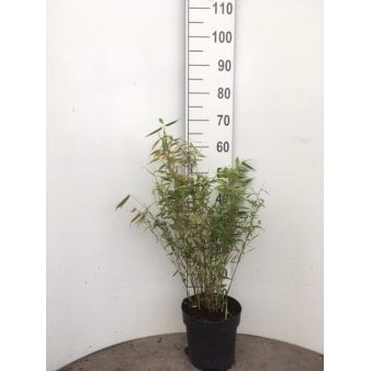 Se Gul Bambus 'Jumbo' Potte 5,0 liter ❤ Stort online udvalg i Plantetorvet ❤ Hurtig levering: 1 - 2 Hverdage samt billig fragt - Varenummer: PTT-3299 og barcode / Ean: på lager - Udsalg på Bambus > Gul Bambus Spar op til 64% - Over 454 kendte mærker på udsalg