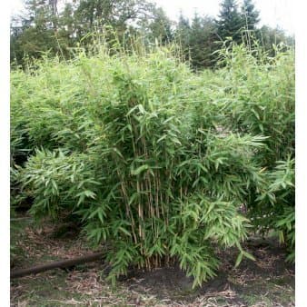 Se Gul Bambus 'Jumbo' Potte 47 liter - højde omkring 125-150 cm. ❤ Stort online udvalg i Plantetorvet ❤ Hurtig levering: 1 - 2 Hverdage samt billig fragt - Varenummer: PTT-73366 og barcode / Ean: på lager - Udsalg på Bambus > Gul Bambus Spar op til 54% - Over 312 kendte brands på udsalg