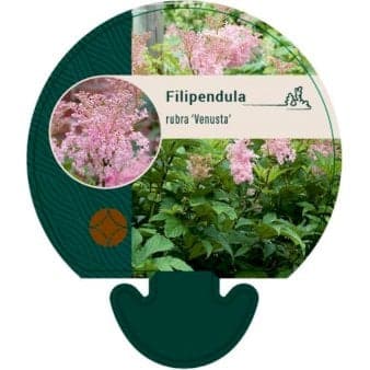 Se Amerikansk Mjødurt ❤ Kæmpe udvalg i Plantetorvet ❤ Hurtig levering: 1 - 2 Hverdage samt billig fragt - Varenummer: PTT-92261 og barcode / Ean: på lager - Udsalg på Stauder > Mjødurt Spar op til 65% - Over 1300 kendte brands på udsalg
