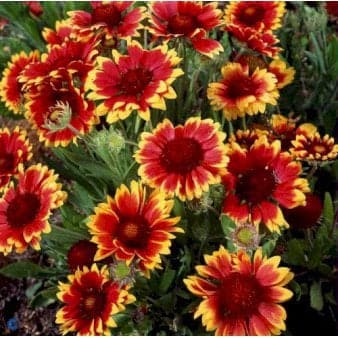 Se Kokardeblomst ❤ Stort online udvalg i Plantetorvet ❤ Hurtig levering: 1 - 2 Hverdage samt billig fragt - Varenummer: PTT-68483 og barcode / Ean: på lager - Udsalg på Stauder > Kokardeblomst Spar op til 62% - Over 454 design brands på udsalg