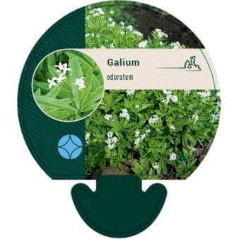 Se Skovmærke ❤ Stort online udvalg i Plantetorvet ❤ Hurtig levering: 1 - 2 Hverdage samt billig fragt - Varenummer: PTT-92268 og barcode / Ean: på lager - Udsalg på Stauder > Skovmærke Spar op til 54% - Over 324 kendte brands på udsalg