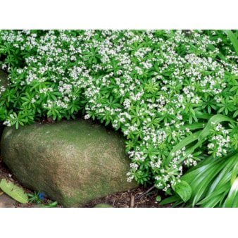 Se Skovmærke ❤ Stort online udvalg i Plantetorvet ❤ Hurtig levering: 1 - 2 Hverdage samt billig fragt - Varenummer: PTT-59658 og barcode / Ean: på lager - Udsalg på Stauder > Skovmærke Spar op til 66% - Over 454 kendte mærker på udsalg