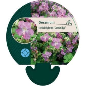 Se Engelsk Storkenæb 'Cambridge' ❤ Stort online udvalg i Plantetorvet ❤ Hurtig levering: 1 - 2 Hverdage samt billig fragt - Varenummer: PTT-92281 og barcode / Ean: på lager - Udsalg på Stauder > Storkenæb Spar op til 62% - Over 324 kendte brands på udsalg