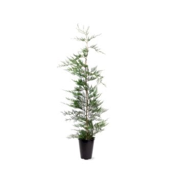 Se Leyland Cypres Potte 4,0 liter,- 100-125 cm. ❤ Stort online udvalg i Plantetorvet ❤ Hurtig levering: 1 - 2 Hverdage samt billig fragt - Varenummer: PTT-66816 og barcode / Ean: på lager - Udsalg på Nåletræer > Cypres Spar op til 64% - Over 360 kendte mærker på udsalg