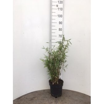 Se Gul Bambus 'Dino' Potte 5,0 liter,- 50-60 cm. ❤ Stort online udvalg i Plantetorvet ❤ Hurtig levering: 1 - 2 Hverdage samt billig fragt - Varenummer: PTT-26524 og barcode / Ean: på lager - Udsalg på Bambus > Gul Bambus Spar op til 53% - Over 360 kendte mærker på udsalg
