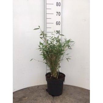 Se Gul Bambus 'Tiny' Potte 5,0 liter,- 50-60 cm. ❤ Stort online udvalg i Plantetorvet ❤ Hurtig levering: 1 - 2 Hverdage samt billig fragt - Varenummer: PTT-73721 og barcode / Ean: på lager - Udsalg på Bambus > Gul Bambus Spar op til 63% - Over 312 kendte brands på udsalg
