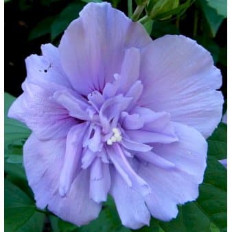 Se Syrisk Rose 'Blue Chiffon' 3,0 liter potte ❤ Kæmpe udvalg i Plantetorvet ❤ Hurtig levering: 1 - 2 Hverdage samt billig fragt - Varenummer: PTT-98450 og barcode / Ean: på lager - Udsalg på Prydbuske > Syrisk Rose Spar op til 52% - Over 785 kendte brands på udsalg