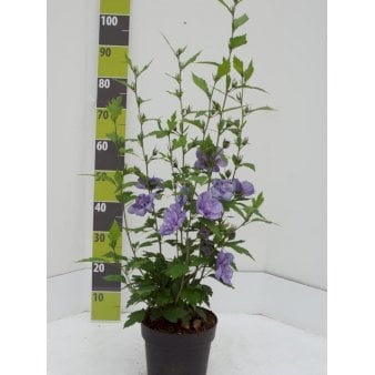 Se Syrisk Rose 'Blue Chiffon' Potte 4,0 liter,- 50-60 cm. ❤ Stort online udvalg i Plantetorvet ❤ Hurtig levering: 1 - 2 Hverdage samt billig fragt - Varenummer: PTT-96030 og barcode / Ean: på lager - Udsalg på Prydbuske > Syrisk Rose Spar op til 59% - Over 360 kendte mærker på udsalg