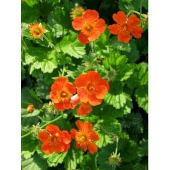 Se Nellikerod ❤ Stort online udvalg i Plantetorvet ❤ Hurtig levering: 1 - 2 Hverdage samt billig fragt - Varenummer: PTT-59704 og barcode / Ean: på lager - Udsalg på Stauder > Nellikerod Spar op til 52% - Over 424 kendte brands på udsalg