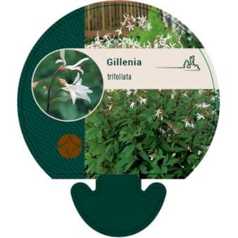 Se Sommerfugleblomst ❤ Stort online udvalg i Plantetorvet ❤ Hurtig levering: 1 - 2 Hverdage samt billig fragt - Varenummer: PTT-92329 og barcode / Ean: på lager - Udsalg på Stauder > Sommerfugleblomst Spar op til 62% - Over 324 kendte brands på udsalg