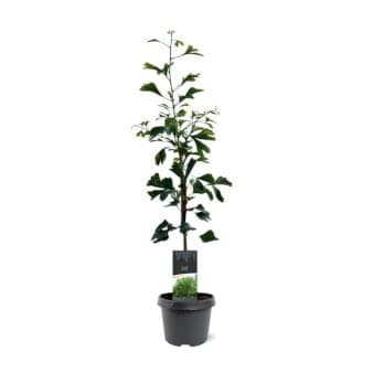 Se Tempeltræ Potte 3,0 liter,- 40-60 cm. » Kæmpe udvalg i Plantetorvet » Hurtig levering: 1 - 2 Hverdage samt billig fragt - Varenummer: PTT-97925 og barcode / Ean: på lager - Udsalg på Nåletræer > Tempeltræ Spar op til 58% - Over 1112 kendte brands på udsalg