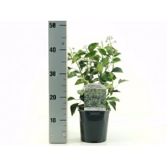 Se 6 stk. Busk-Vedbend 'Arborescens' Potte 2,0 liter,- 40-60 cm. ❤ Stort online udvalg i Plantetorvet ❤ Hurtig levering: 1 - 2 Hverdage samt billig fragt - Varenummer: PTT-96083 og barcode / Ean: på lager - Udsalg på Prydbuske > Efeu Spar op til 56% - Over 360 kendte mærker på udsalg