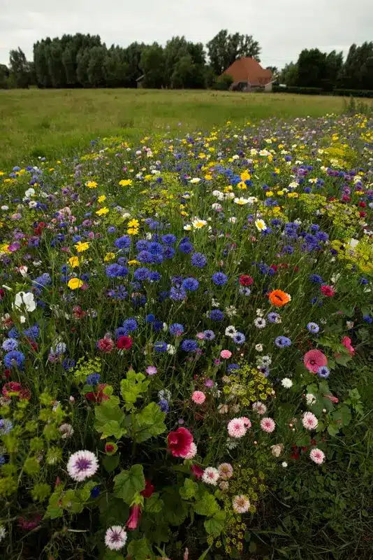 Produktbillede af Pluk-selv-blomster blomsterblanding 50 m2 på tilbud i høj kvalitet