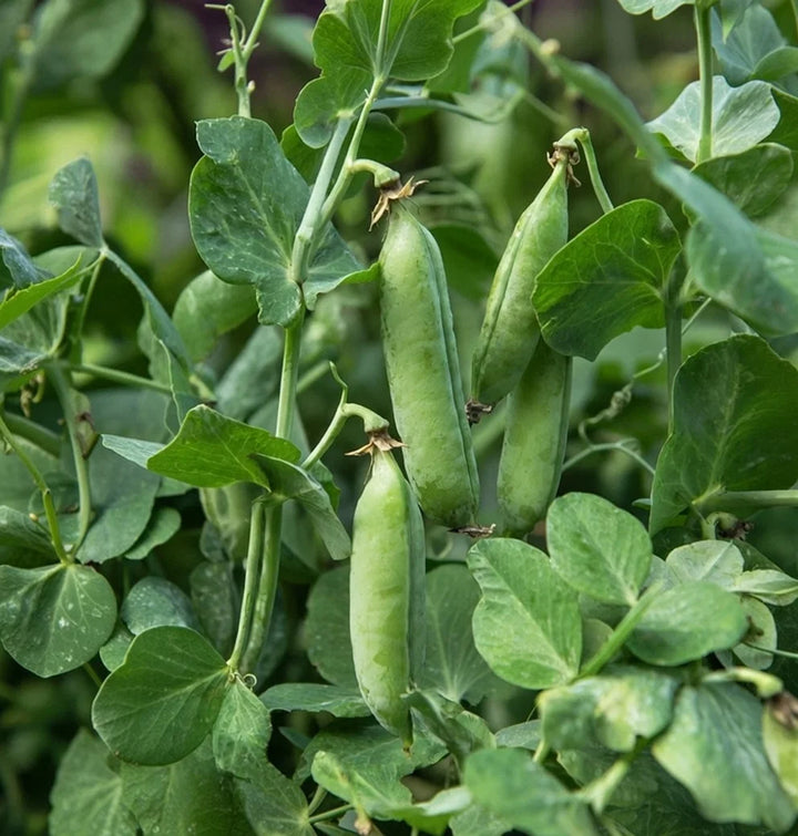Økologiske Ærte frø Karina