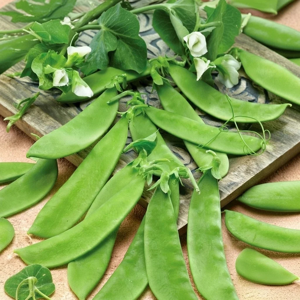 Økologisk Sukkerærter frø Record